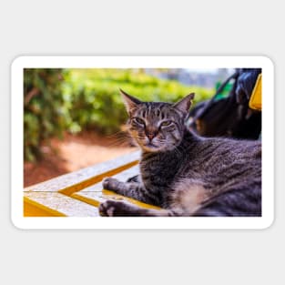 Portrait of tabby cat Sticker